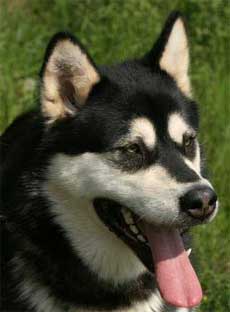 Qannik Tama of Timber Kennel