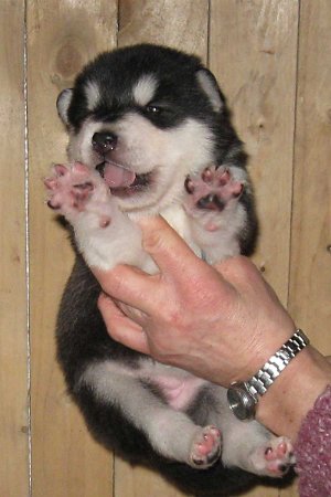 huendin-1-v-litter-01