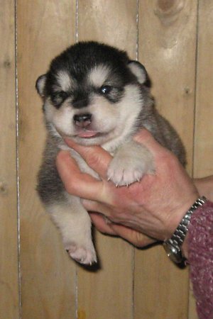 huendin-2-v-litter-01