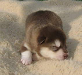 K-Wurf 2 Wochen (10)