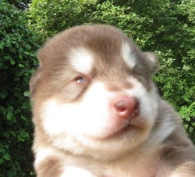 K-Wurf 2 Wochen (11)