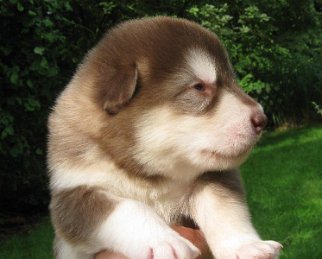 K-Wurf 2 Wochen (12)