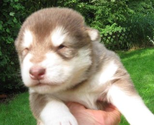 K-Wurf 2 Wochen (13)