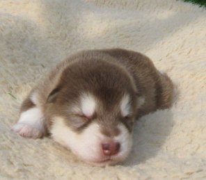 K-Wurf 2 Wochen (14)