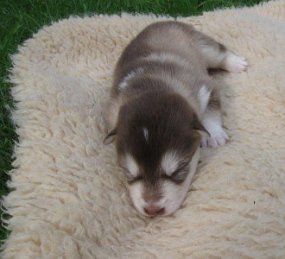 K-Wurf 2 Wochen (15)