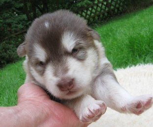 K-Wurf 2 Wochen (16)