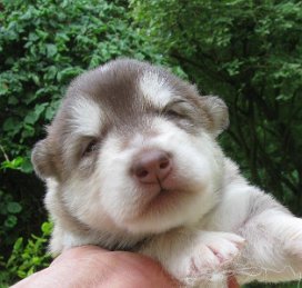 K-Wurf 2 Wochen (17)