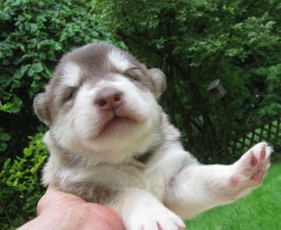 K-Wurf 2 Wochen (18)