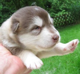 K-Wurf 2 Wochen (19)