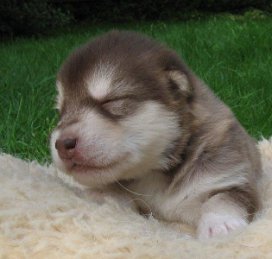 K-Wurf 2 Wochen (28)