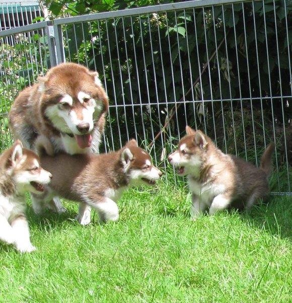 K-Wurf 6´Wochen (29)