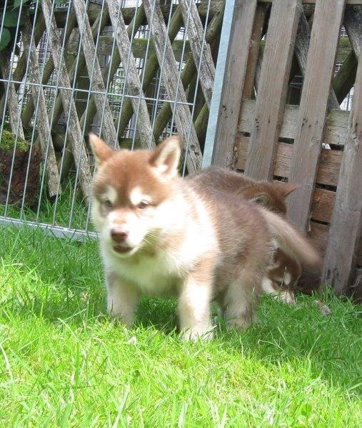 K-Wurf 6´Wochen (30)