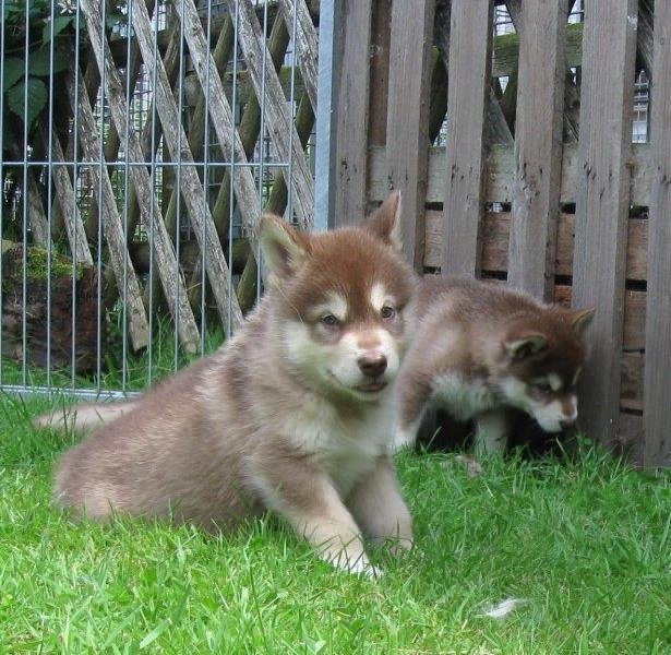 K-Wurf 6´Wochen (31)