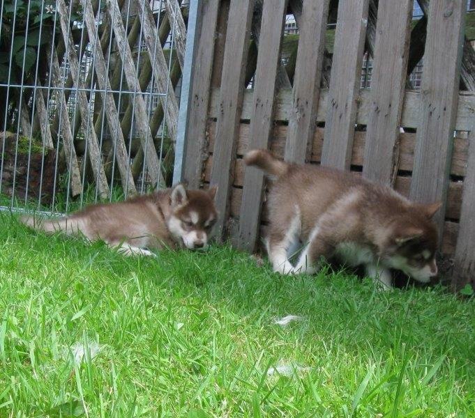 K-Wurf 6´Wochen (32)