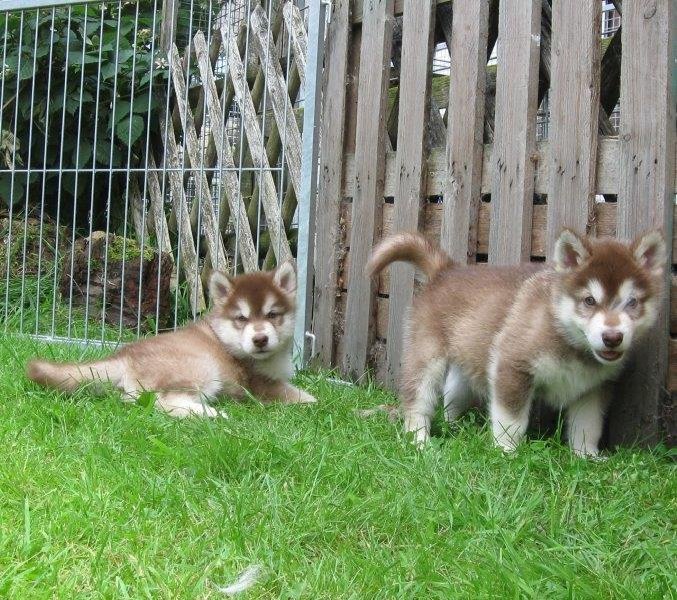 K-Wurf 6´Wochen (33)