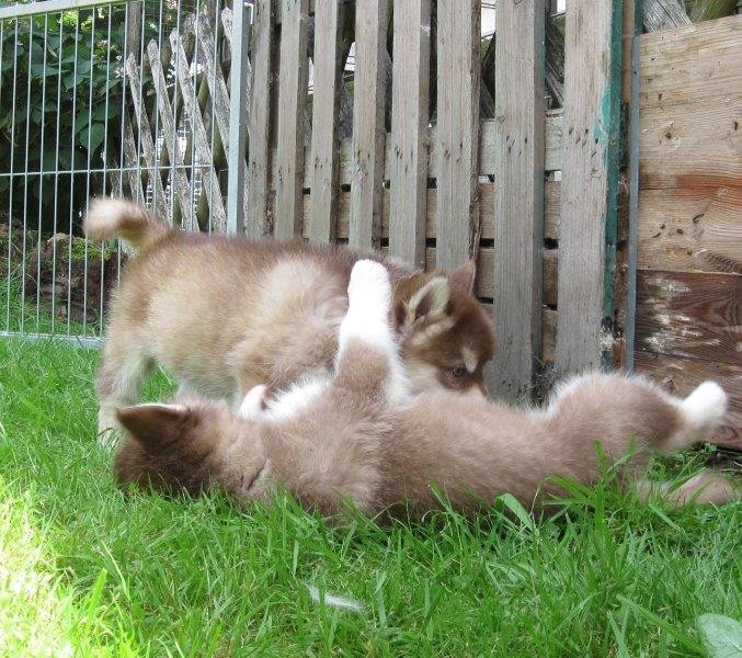 K-Wurf 6´Wochen (34)