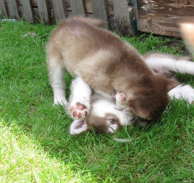 K-Wurf 6´Wochen (35)