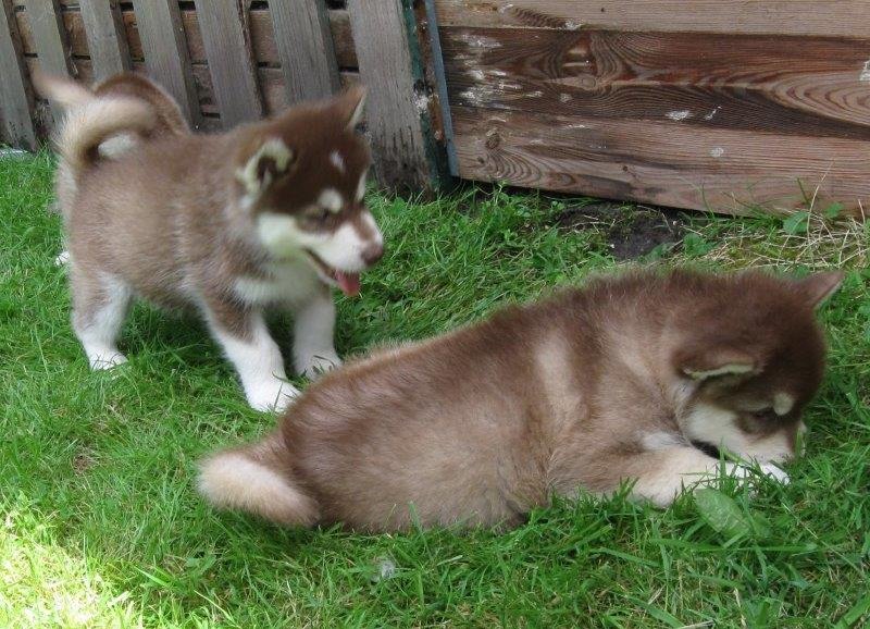 K-Wurf 6´Wochen (36)