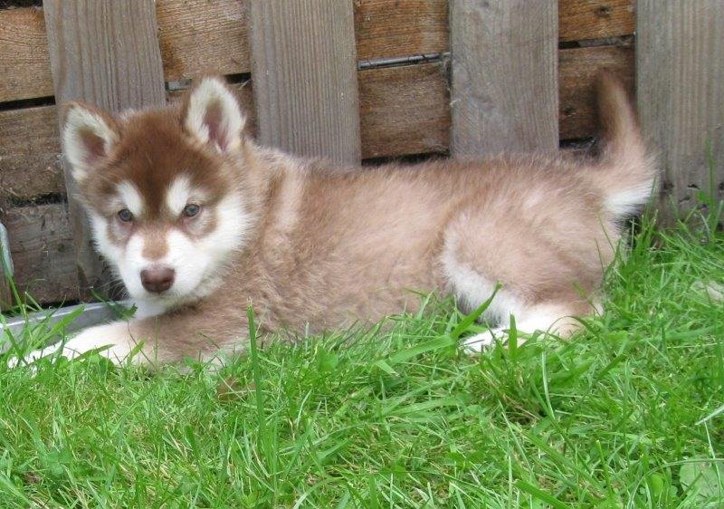 K-Wurf 6´Wochen (37)