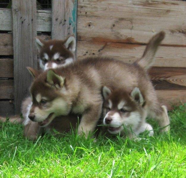 K-Wurf 6´Wochen (38)