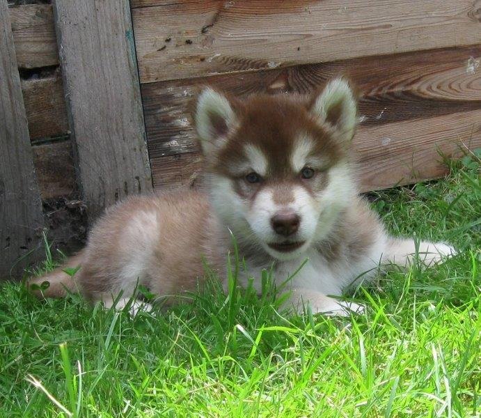 K-Wurf 6´Wochen (39)