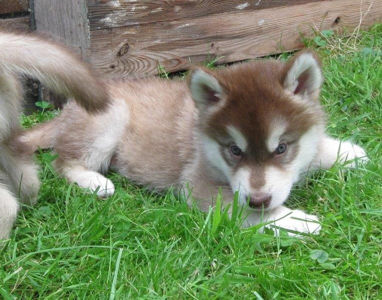 K-Wurf 6´Wochen (40)