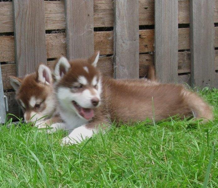 K-Wurf 6´Wochen (41)