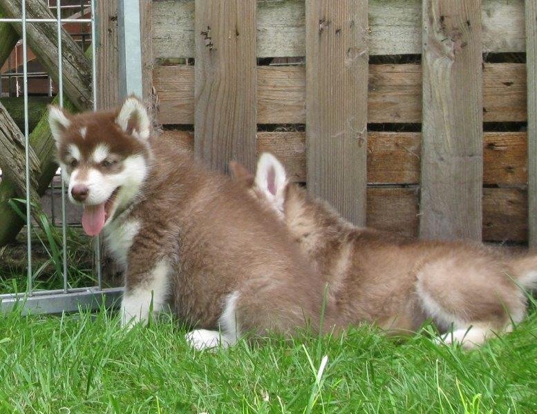 K-Wurf 6´Wochen (42)