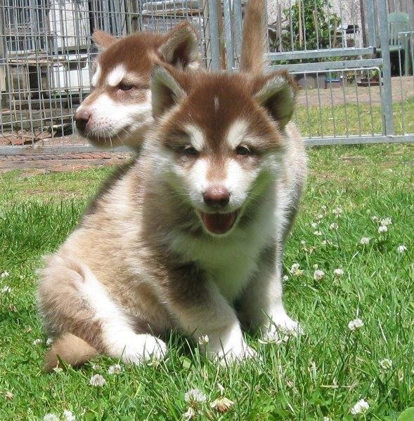 K-Wurf 6´Wochen (43)