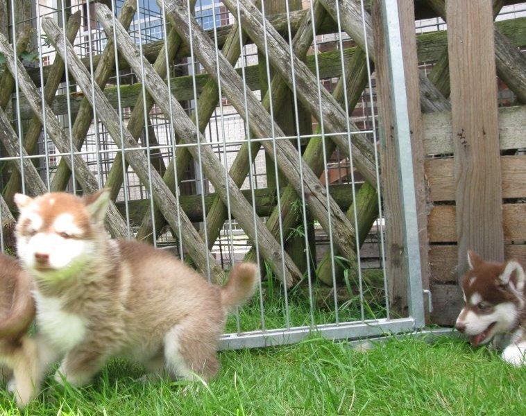 K-Wurf 6´Wochen (10)