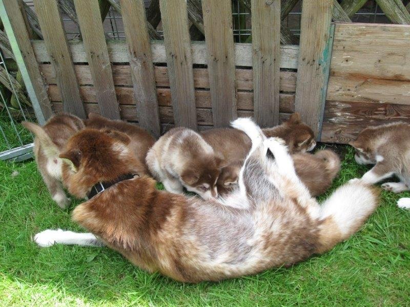 K-Wurf 6´Wochen (11)