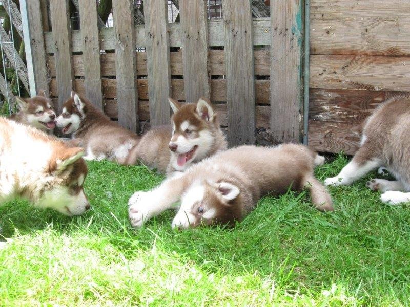 K-Wurf 6´Wochen (12)