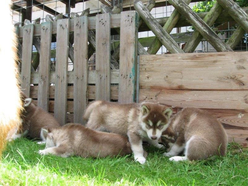 K-Wurf 6´Wochen (13)