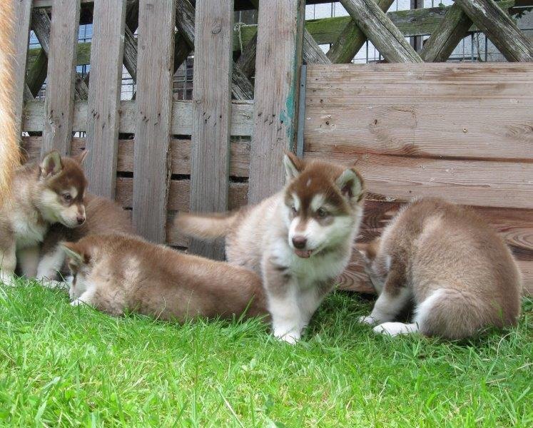 K-Wurf 6´Wochen (14)