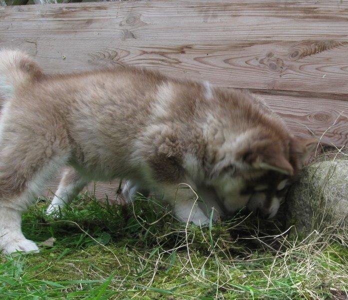 K-Wurf 6´Wochen (15)