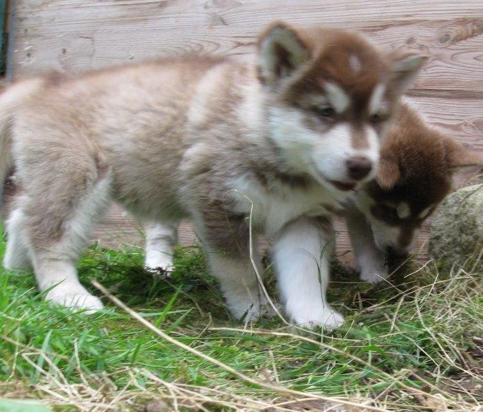 K-Wurf 6´Wochen (16)