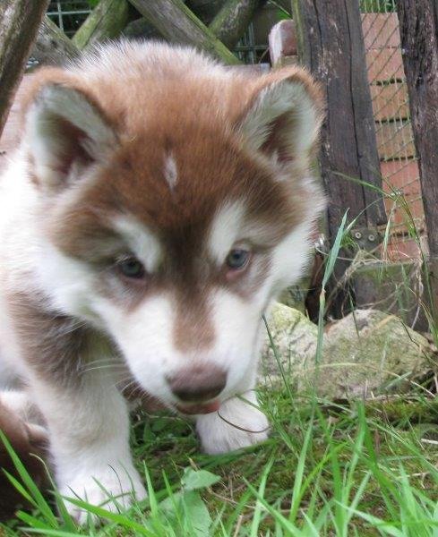 K-Wurf 6´Wochen (17)