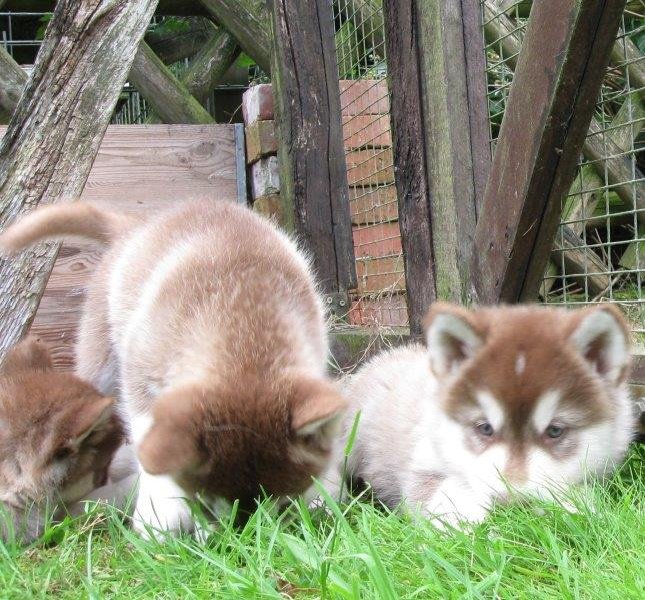 K-Wurf 6´Wochen (18)