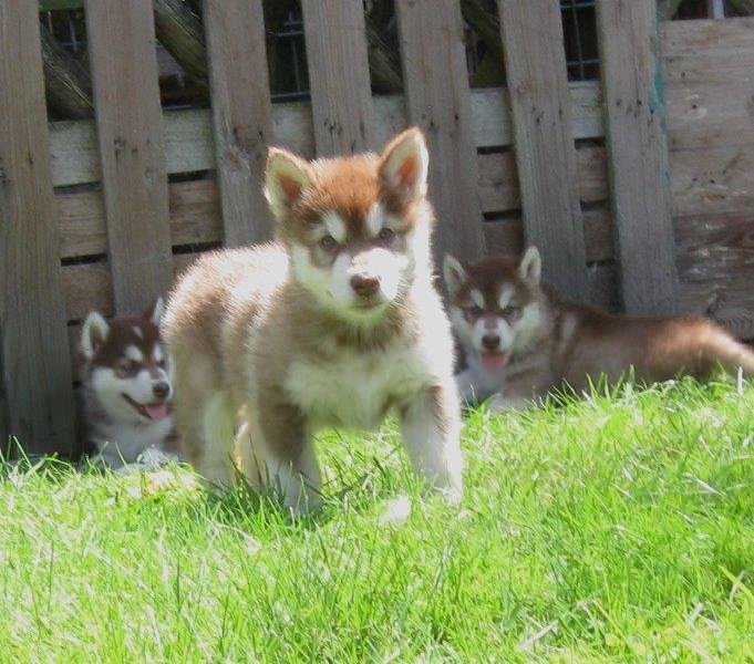 K-Wurf 6´Wochen (19)