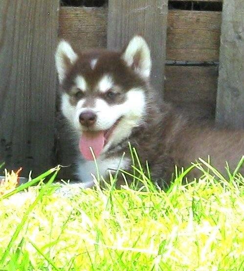 K-Wurf 6´Wochen (20)