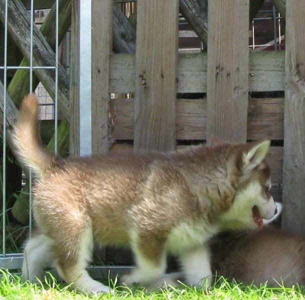 K-Wurf 6´Wochen (21)