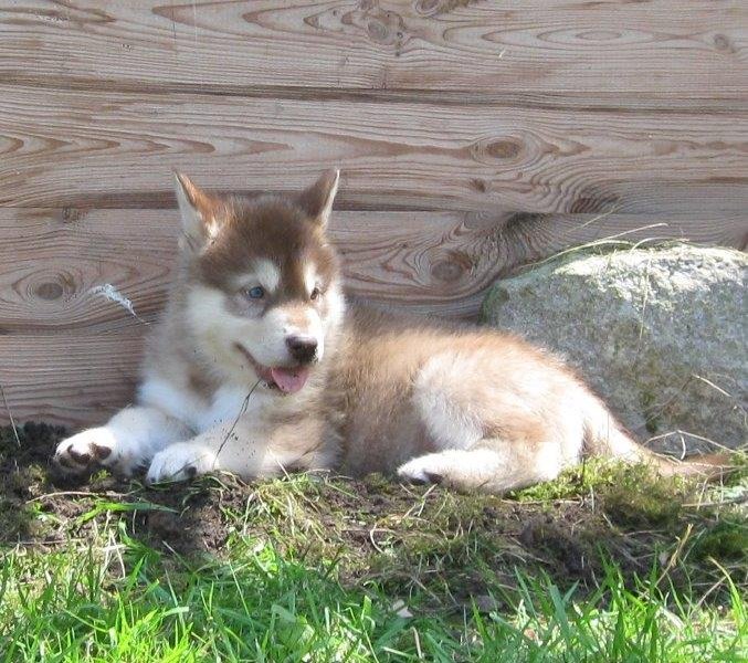 K-Wurf 6´Wochen (22)