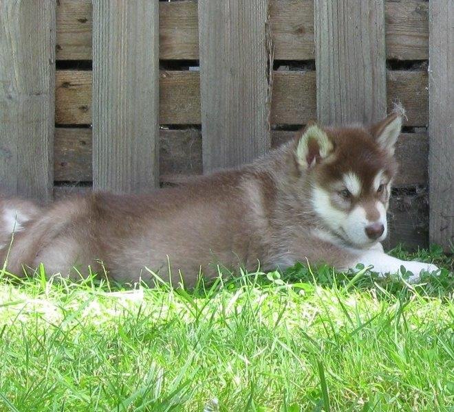 K-Wurf 6´Wochen (23)