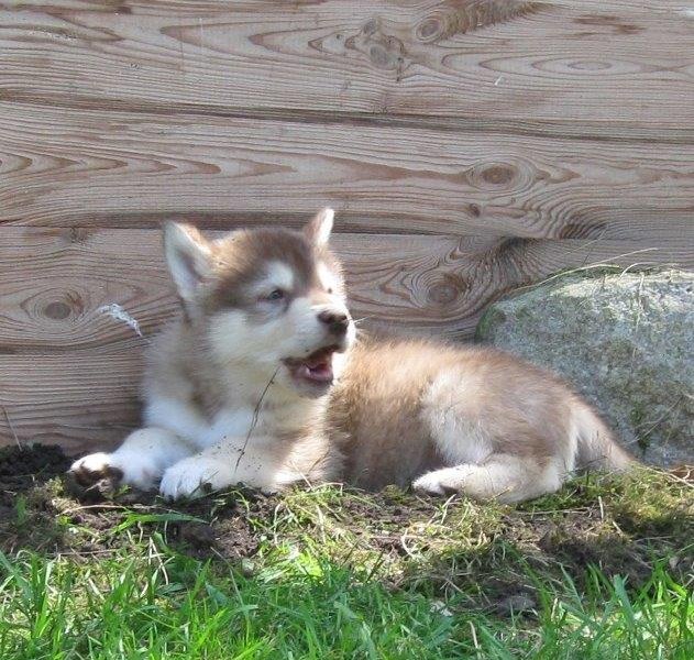 K-Wurf 6´Wochen (24)