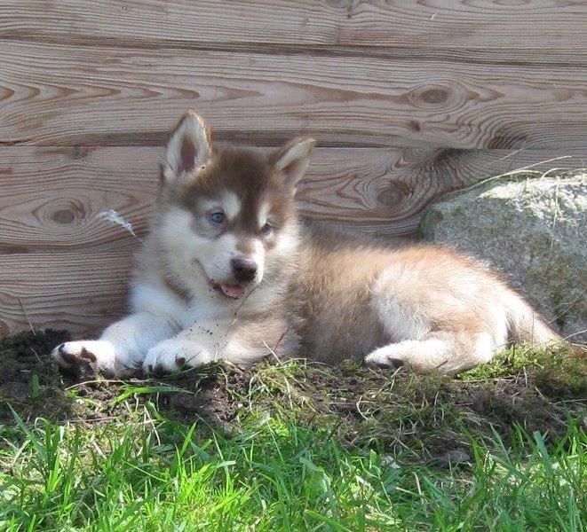 K-Wurf 6´Wochen (25)