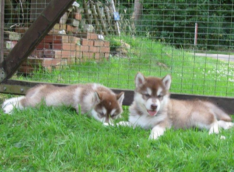 K-Wurf 6´Wochen (26)