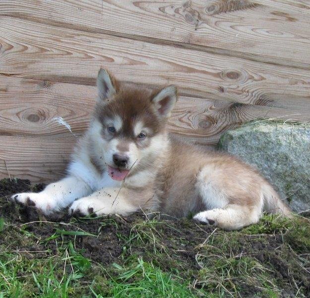 K-Wurf 6´Wochen (27)