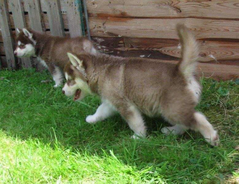 K-Wurf 6´Wochen (28)