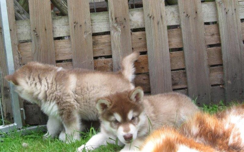 K-Wurf 6´Wochen (9)