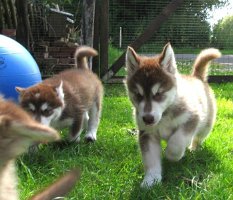 K-Wurf 7 Wochen (12)